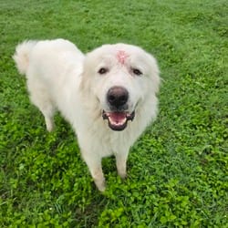 Photo of Tug JuM, adoptable Great Pyrenees in Hartford, Connecticut