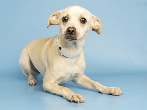 Photo of Winona, adoptable Chihuahua in Phoenix, Arizona
