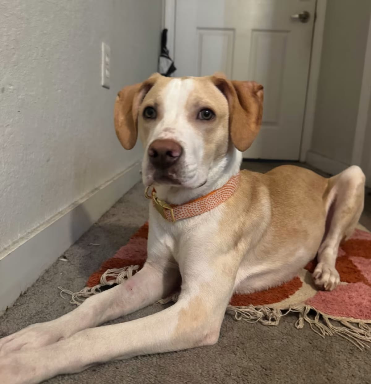 Photo of Casper, adoptable Pointer/Weimaraner in QUINCY, Florida
