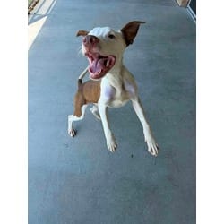 Photo of Brave, adoptable American Pit Bull Terrier in Baton Rouge, Louisiana