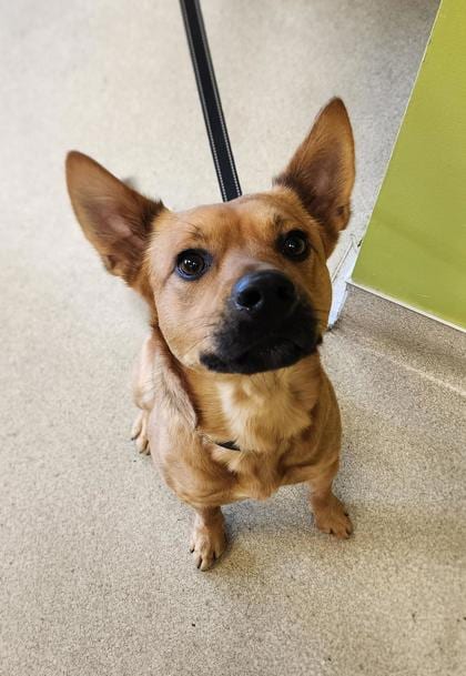 Photo of Thomas, adoptable dog in Auburn, Washington