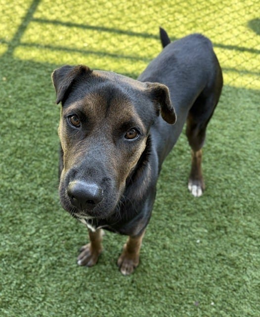 Photo of Stevie, adoptable Mixed Breed
