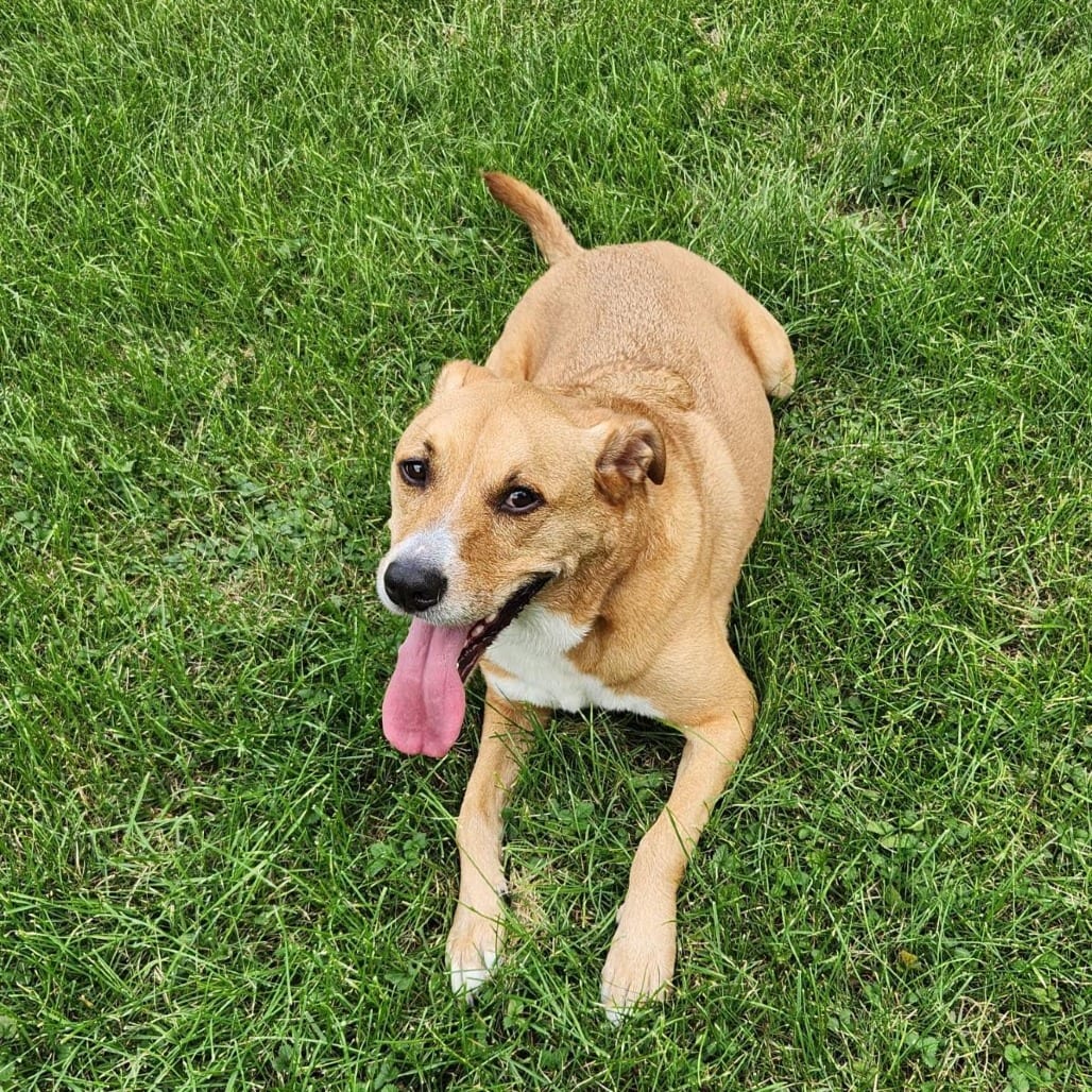Photo of Chase, adoptable Retriever, Labrador / Mix in South Elgin, Illinois