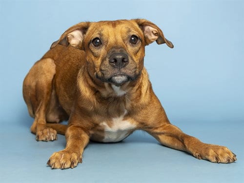 Photo of Joy, adoptable American Pit Bull Terrier in Phoenix, Arizona