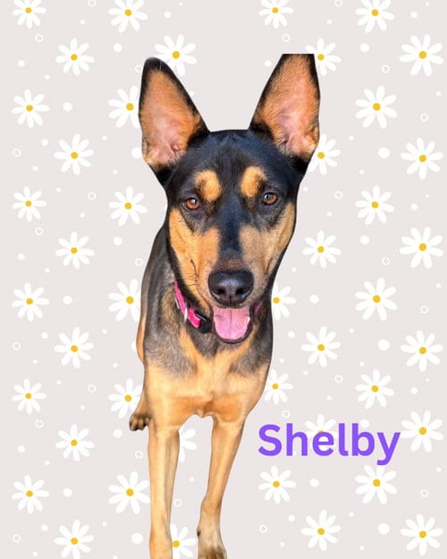 Photo of Shelby, adoptable Australian Kelpie in San Diego, California