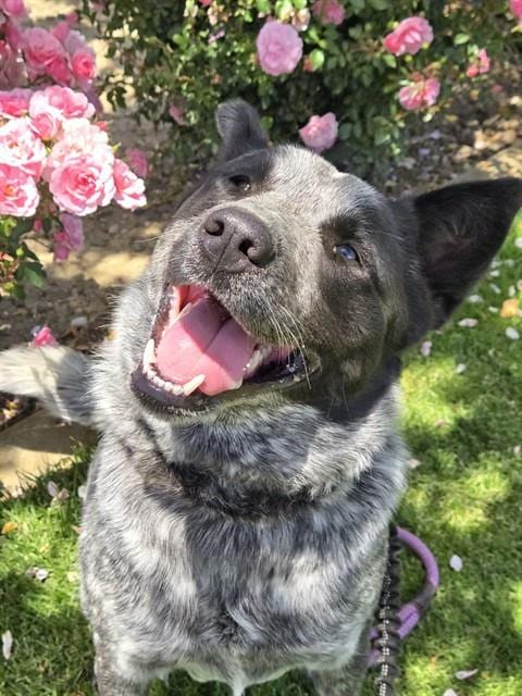Photo of Levy, adoptable Queensland Heeler in Lompoc, California