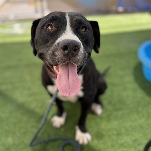 Photo of Dan, adoptable American Pit Bull Terrier in Phoenix, Arizona