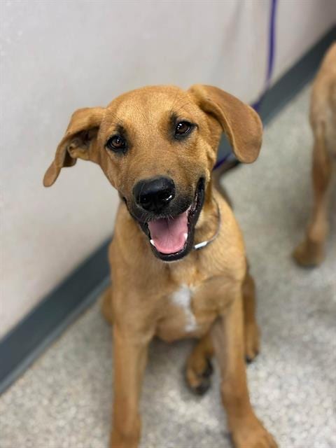 Photo of Tarzan, adoptable German Shepherd Dog in Visalia, California