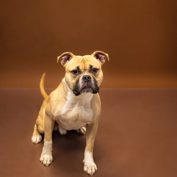 Photo of Davy Bones, adoptable Pit Bull cross in Lawrenceville, Georgia
