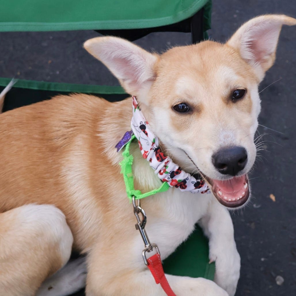 Photo of Felicity, adoptable Shepherd / Mixed Breed (Medium) in San Francisco, California