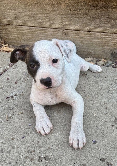 Photo of Bella, adoptable Dogo Argentino in Sacramento, California