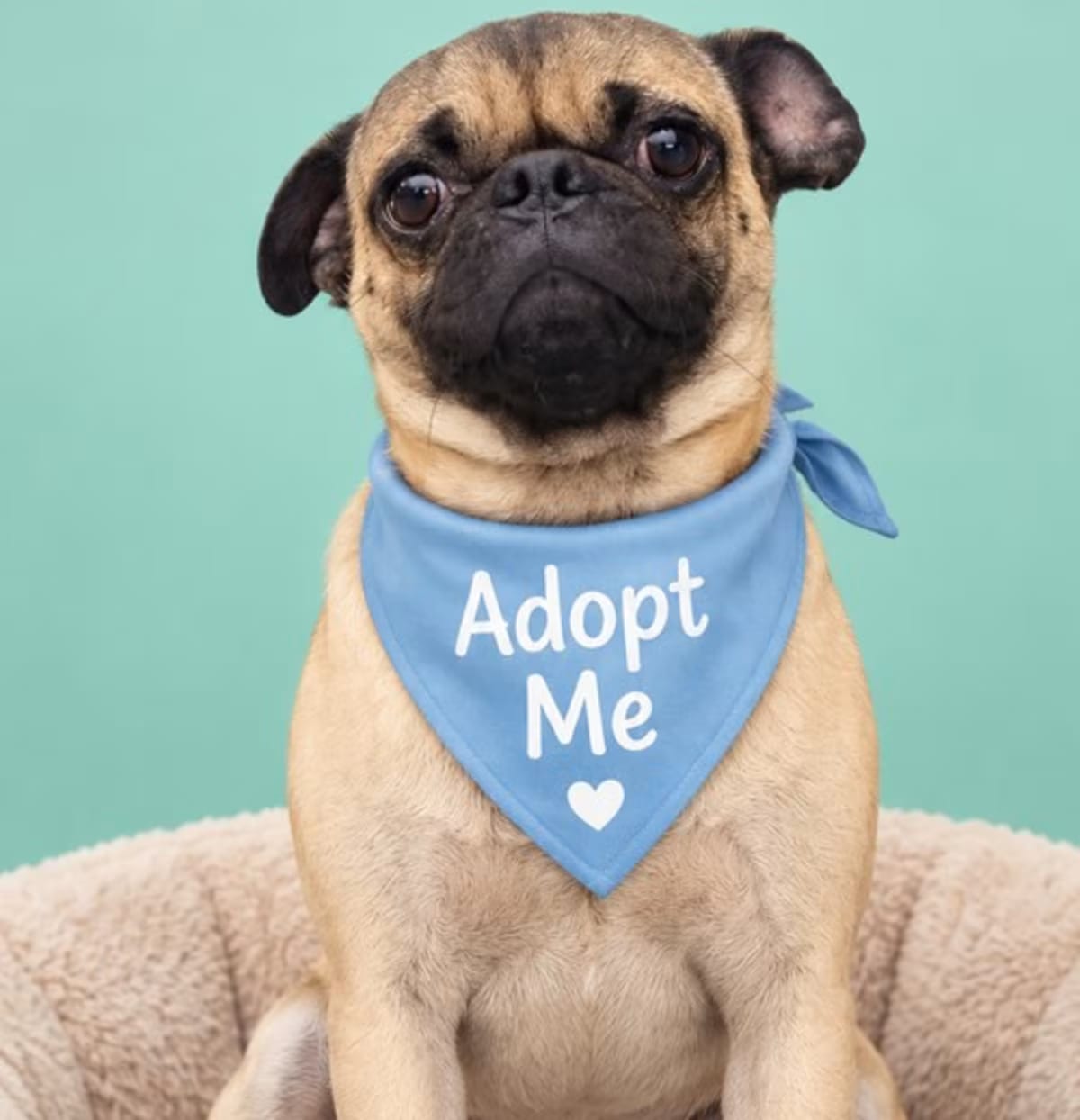 Photo of Newton, adoptable Pug in Los Angeles, California