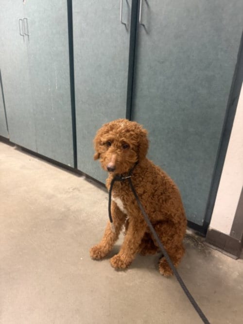 Photo of Luna, adoptable Poodle (Standard) in Chatsworth, California