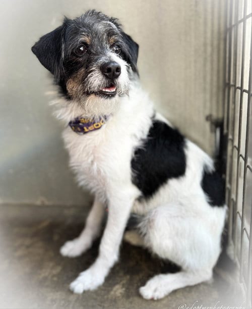 Photo of Jimmy, adoptable Shih Tzu in San Pedro, California