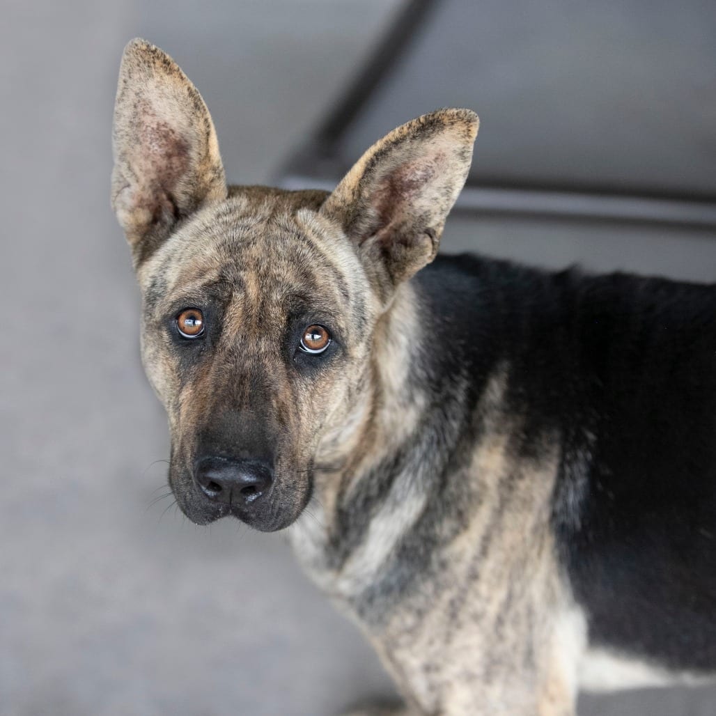 Photo of Lucia (S26-108), adoptable Shepherd, German / Mix in Colorado Springs, Colorado