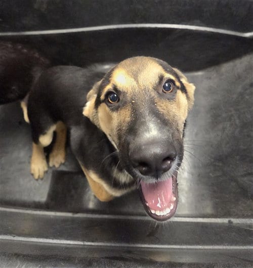 Photo of Inigo, adoptable German Shepherd Dog in Phoenix, Arizona