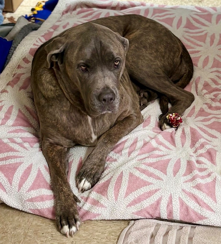 Photo of Blue Belle, adoptable Cane Corso Mastiff in Nacogdoches, Texas