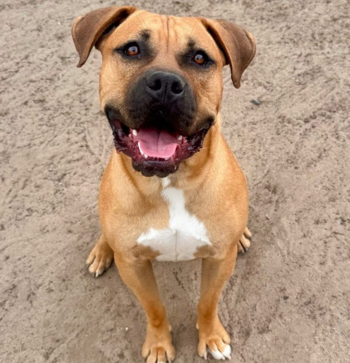 Photo of Butkus, adoptable Bullmastiff/Boxer in Littleton, Colorado