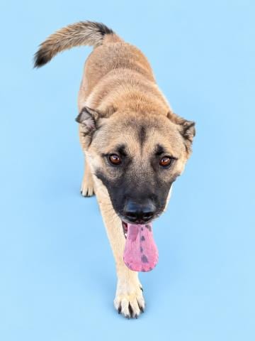 Photo of Tender, adoptable German Shepherd Dog in HESPERIA, California