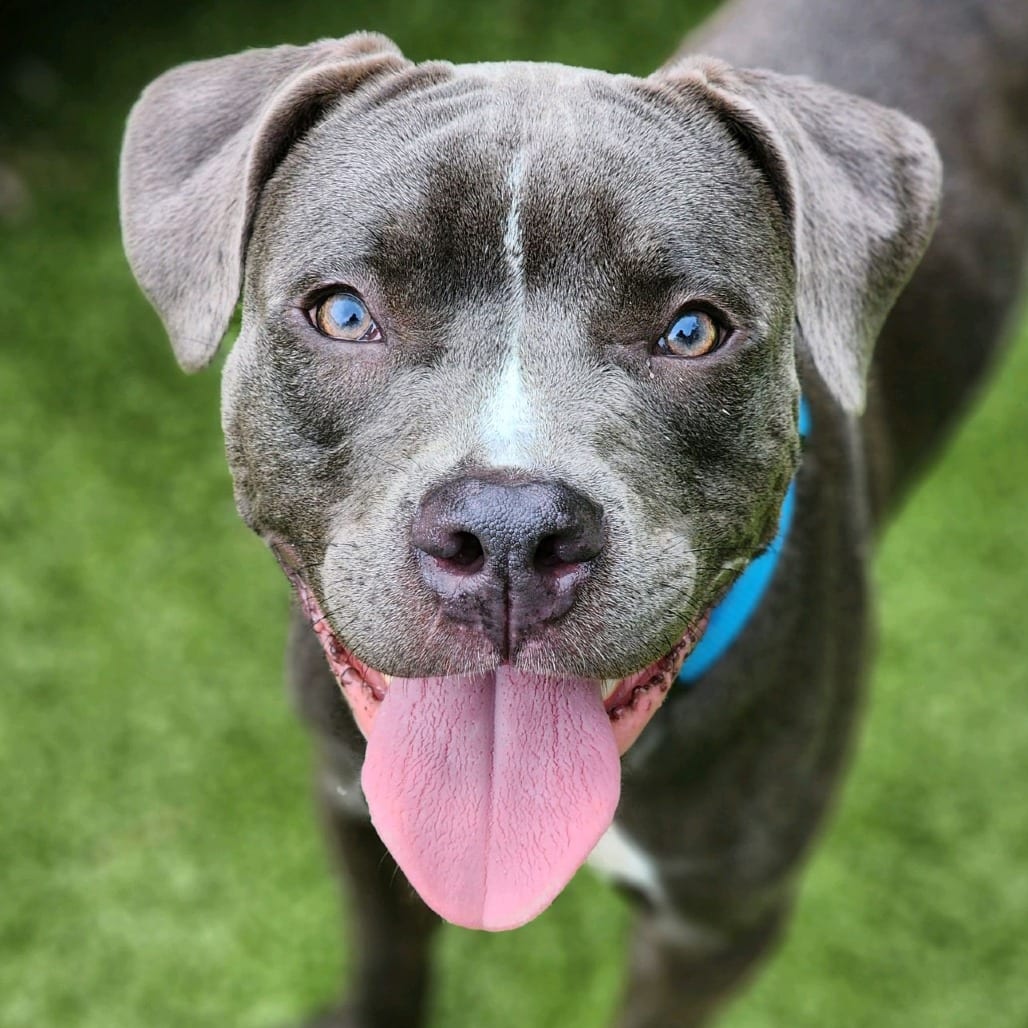 Photo of Iron Man, adoptable Terrier, Pit Bull in Greensboro, North Carolina