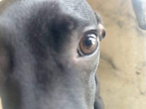 Photo of Huncho, adoptable Whippet in Oklahoma City, Oklahoma