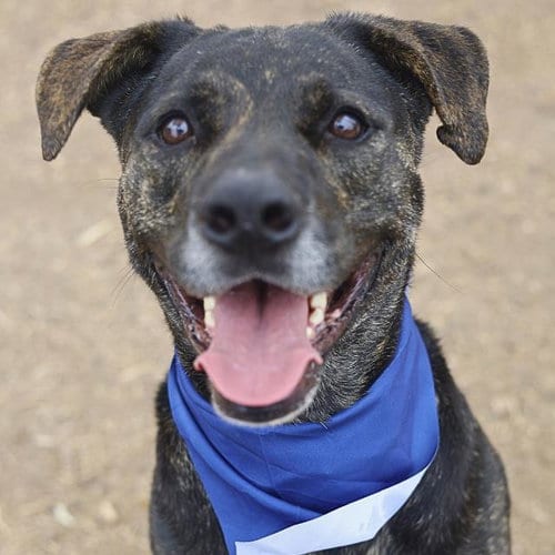 Photo of Ninja, adoptable Labrador Retriever in San Antonio, Texas