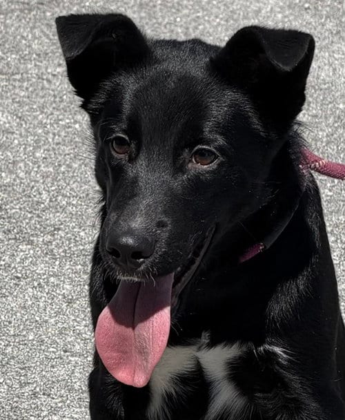 Photo of Woods, adoptable Labrador Retriever in Carrollton, Georgia