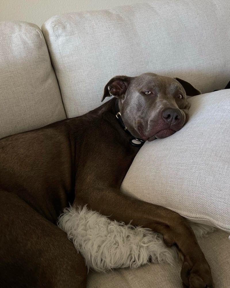 Photo of Cashew, adoptable Labrador Retriever in Dana Point, California