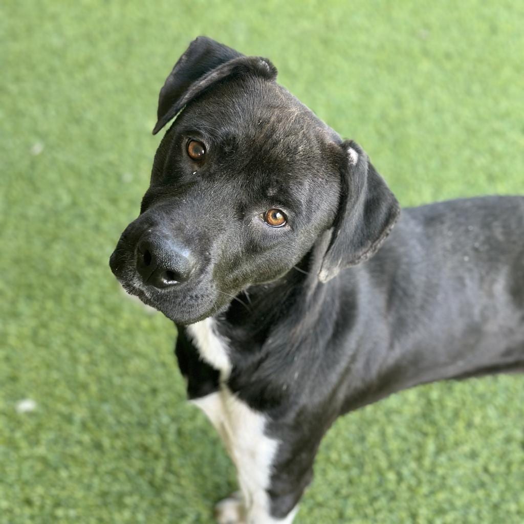 Photo of Bear, adoptable Mixed Breed (Medium) in Monticello, Iowa