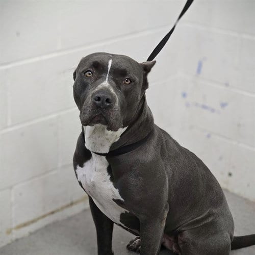 Photo of Sissy, adoptable Pit Bull Terrier in San Bernardino, California