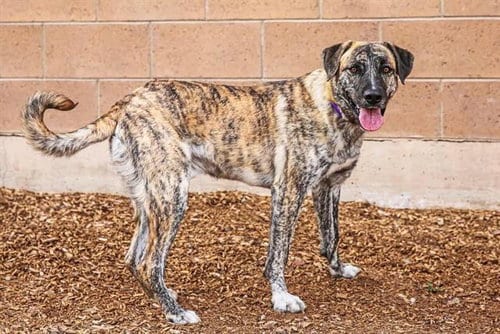 Photo of Apollo, adoptable Australian Shepherd in Albuquerque, New Mexico
