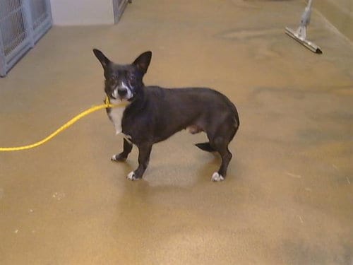 Photo of A928093, adoptable Chihuahua in Sacramento, California