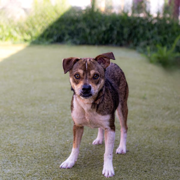 Photo of C Barney, adoptable Terrier cross in Lawrenceville, Georgia