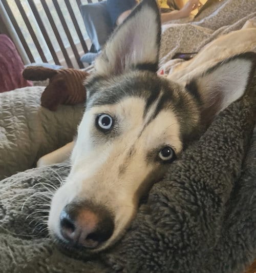 Photo of Haven, adoptable Siberian Husky in Cedar Crest, New Mexico