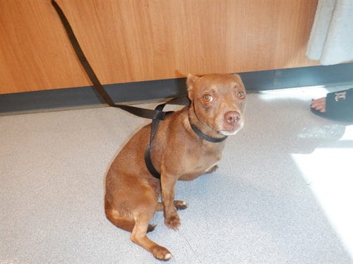 Photo of Aquarium, adoptable Chihuahua in San Jose, California