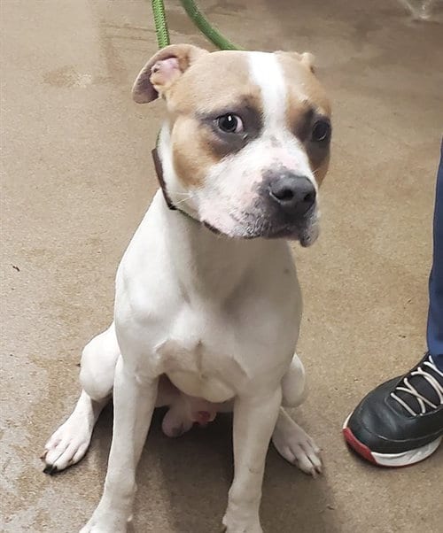 Photo of Chipotle, adoptable American Staffordshire Terrier in Aurora, Illinois