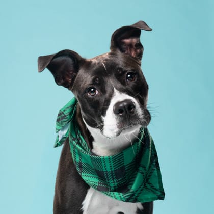 Photo of Chris Kratt, adoptable dog in Atlanta, Georgia