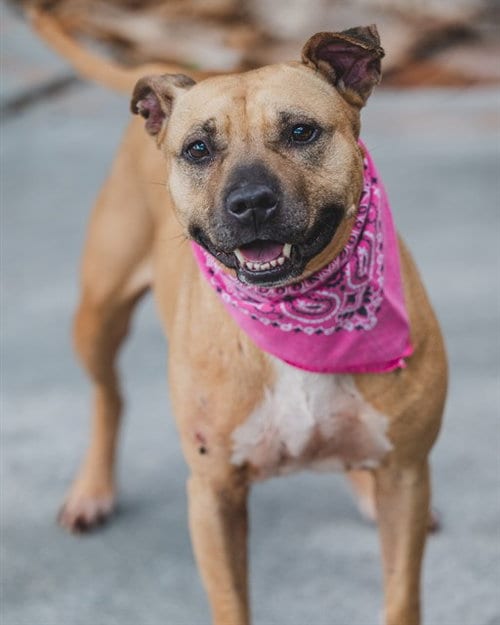 Photo of Kristina, adoptable Labrador Retriever in Miami, Florida