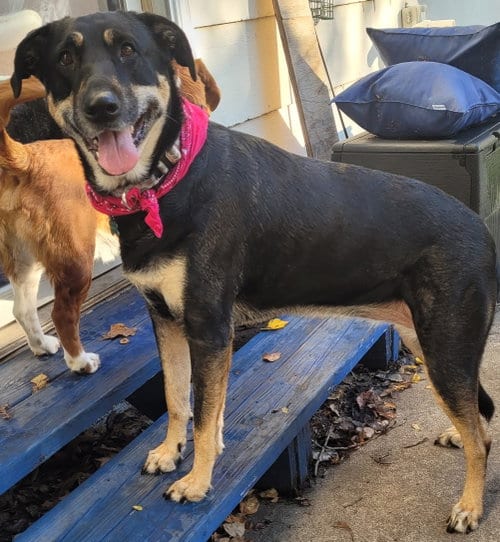Photo of Calaya Kali, adoptable Shepherd in Brooklyn Center, Minnesota