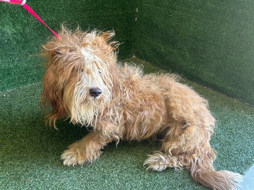 Photo of Theodosia, adoptable Maltese in Lancaster, California