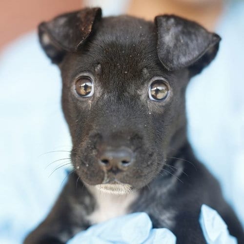 Photo of Jenny, adoptable American Staffordshire Terrier in San Antonio, Texas
