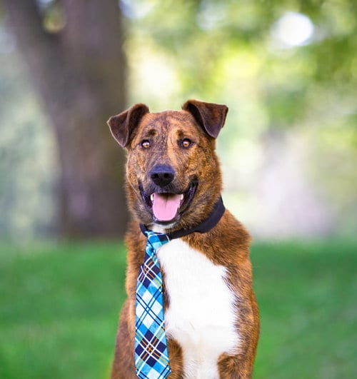 Photo of Scout, adoptable Smooth Collie in Unionville, Pennsylvania