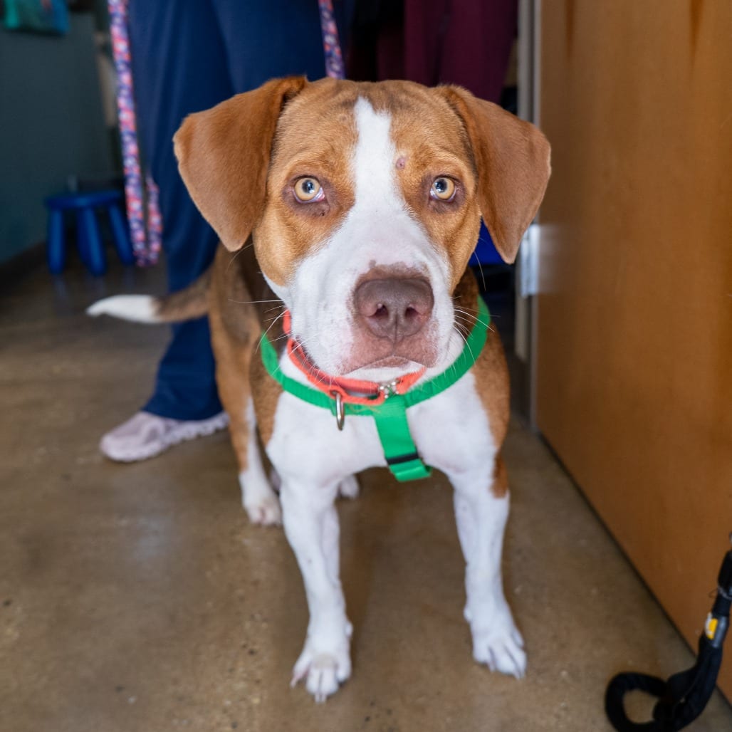 Photo of Baby, adoptable Terrier, American Pit Bull / Foxhound, American in Baltimore, Maryland