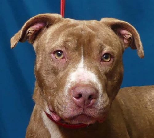 Photo of Hanna, adoptable Pit Bull Terrier in Ukiah, California