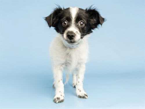 Photo of Yang, adoptable Chihuahua in Phoenix, Arizona