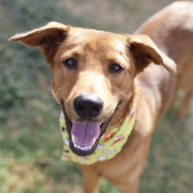 Photo of Peter Barker, adoptable Shepherd / Mix in San Antonio, Texas