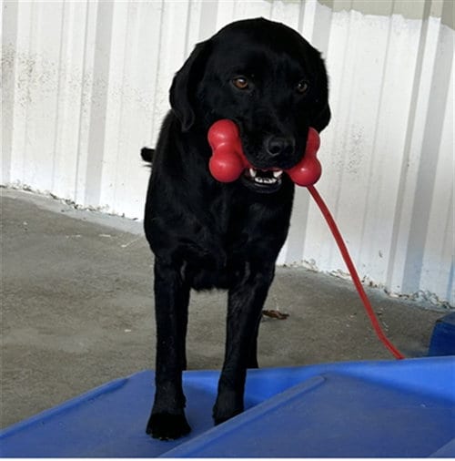 Photo of Coca-Cola, adoptable Labrador Retriever in Palmetto, Florida