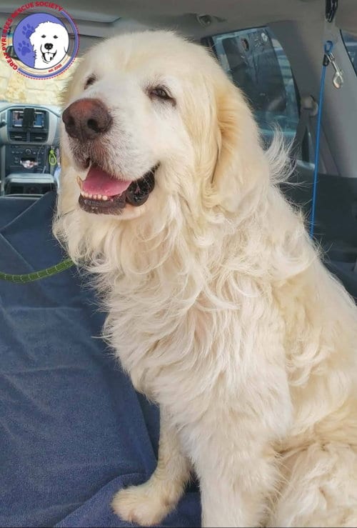 Photo of Hopps, adoptable Great Pyrenees in Spring, Texas