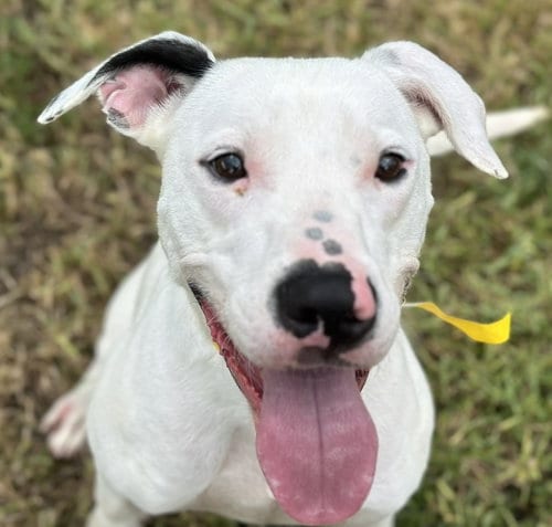 Photo of Snoopy, adoptable Pointer in Houston, Texas
