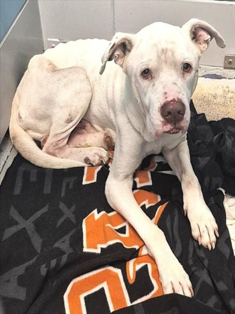 Photo of Andy, adoptable Staffordshire Bull Terrier in Houston, Texas
